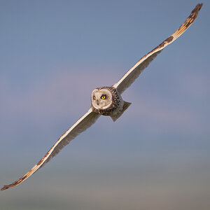 Short Eared Owl Asio Flammeus (1).jpg