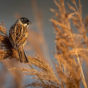 Reed Bunting