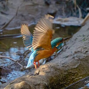 Kingfisher in flight.jpg