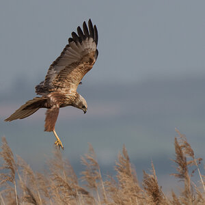 Marsh Harrier (2).jpg