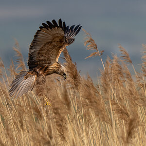 Marsh Harrier-4.jpg