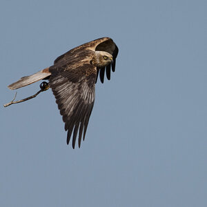 Marsh Harrier-3.jpg