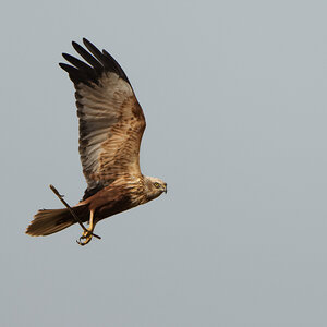Marsh Harrier-2.jpg