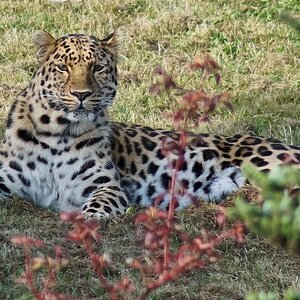 leopard  2016.jpg