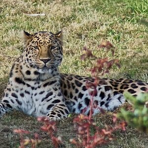 leopard  2016 4.jpg