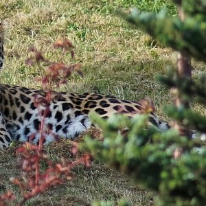 leopard  2016 2.jpg