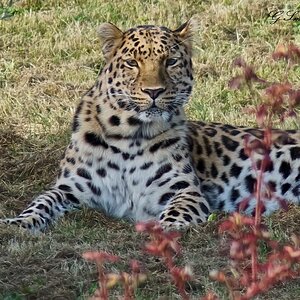 leopard  2016 1.jpg