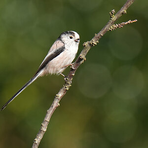 DSC03911-Long-Tailed-Tit-2048px.jpg