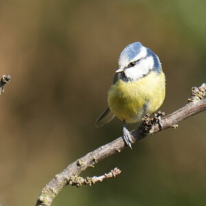 DSC03817-Bluetit-2048px.jpg