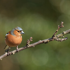 DSC02859-Chaffinch-Male-2048px.jpg