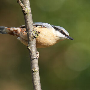 DSC03755-Nuthatch-2048px.jpg