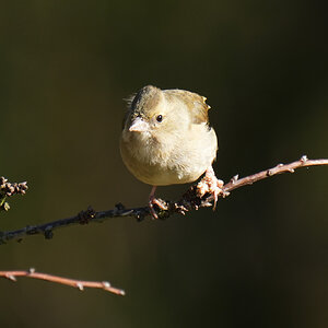 DSC02859-Chaffinch-2048px.jpg