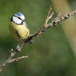 DSC03540-Bluetit-2048px.jpg