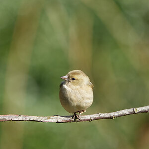 DSC03629-Chaffinch-Female-2048px.jpg