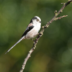 DSC03584-Long-Tailed-Tit-2048px.jpg