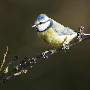 DSC02929-Bluetit-2048px.jpg