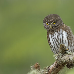 Northern-Pygmy-Owl-A1-2603.jpg