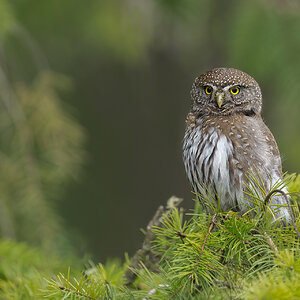 Northern-Pygmy-Owl-A1-3342.jpg