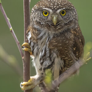 Northern-Pygmy-Owl-A1-4758.jpg