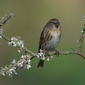 Female Redpole.jpg
