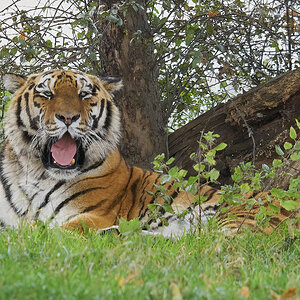 tiger chill.jpg