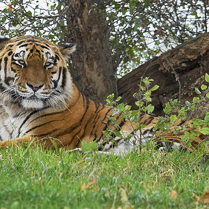 tiger  4.jpg