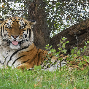 tiger  3.jpg