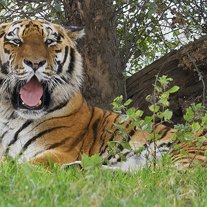 tiger.jpg