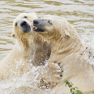 polar bros.jpg