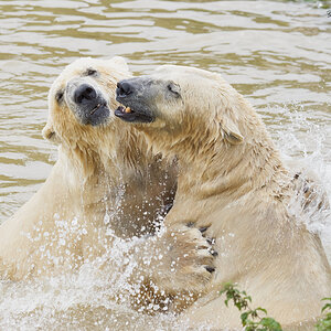 polar fight.jpg