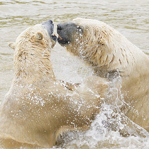 polar standoff.jpg
