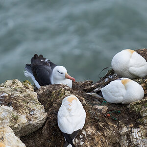 BlackBrowedAlbatross.jpg