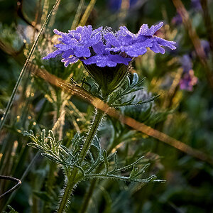 Spring Flower