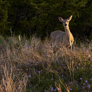 White tail Deer #1