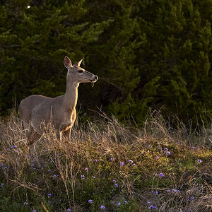 White tail Deer #2