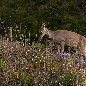 White tail Deer #3