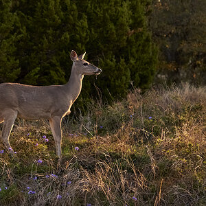 White tail Deer #4