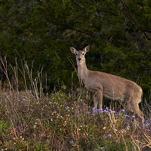 WHite tail deer #5