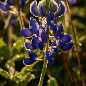 Bluebonnet