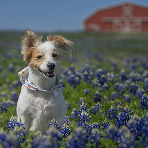 Bailey bluebonnets-4803.jpg