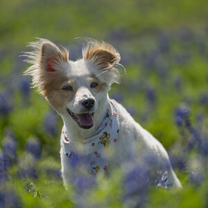 Bailey in bluebonnets.JPG