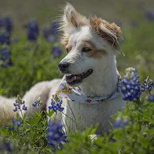 Bailey bluebonnets-4773.jpg