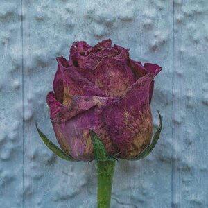 Old Door & Rose2txt.jpg