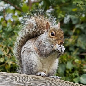 squirrel 2022 24.jpg