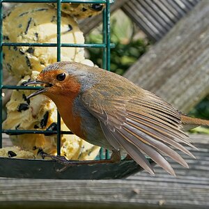 robin 2022 45.jpg
