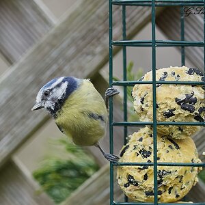 bluetit 2022 1.jpg