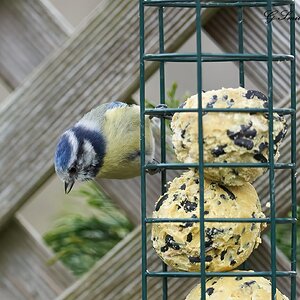 bluetit 2022 2.jpg
