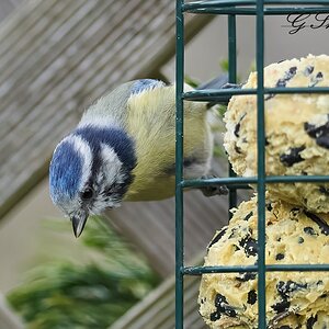 bluetit 2022 3.jpg