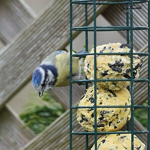 bluetit 2022 4.jpg