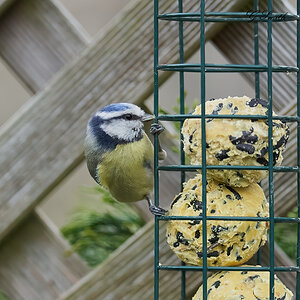 bluetit 2022.jpg